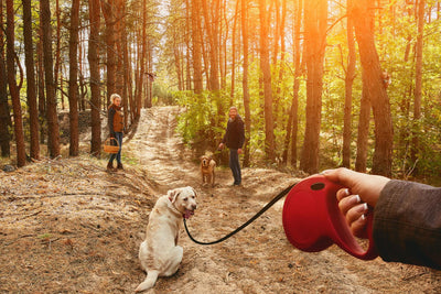 6 Ways Leashes Promote Good Health for Dogs