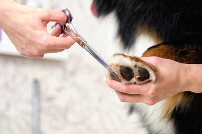 How to Safely Clip Your Dog's Nails