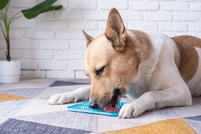 The Many Benefits of Using Lick Mats for Dogs