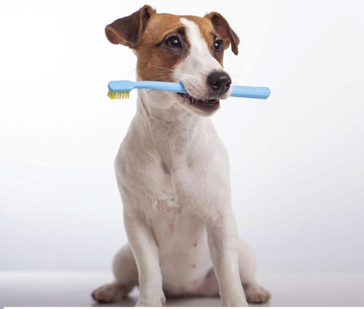 Cleaning Your Dog’s Teeth