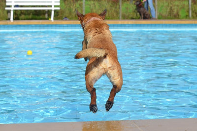 Diving Into a Fun Day at the Dog Swimming Pool