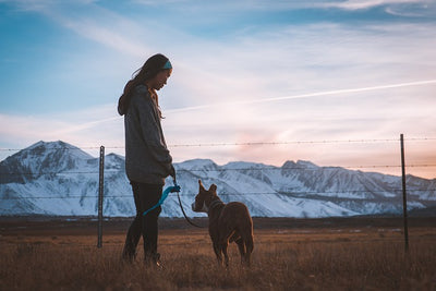 Tips for Safe Dog Walking When It's Dark Out