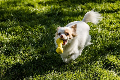 How Important Are Interactive Dog Toys?