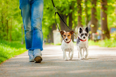 Unleashing The Benefits of Walking Your Dog