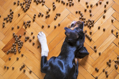 Are You Overfeeding Your Dog?