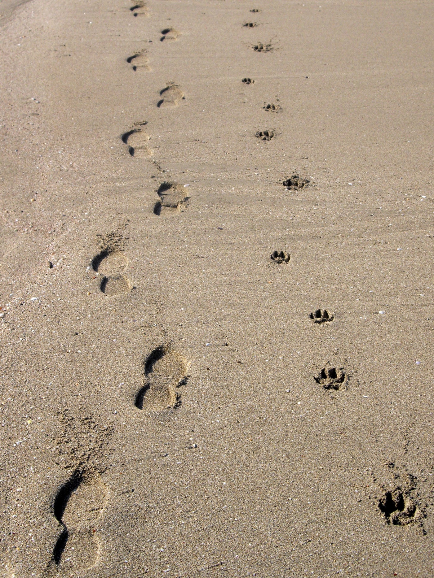 TURPIT banner displaying human shoe prints and dog paw prints side by side in the sand