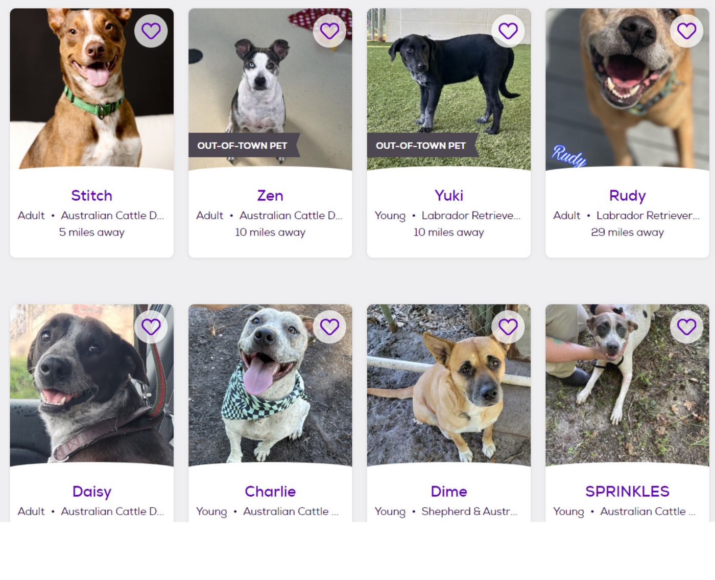 TURPIT banner displaying a group of dog pics from a local shelter agency app